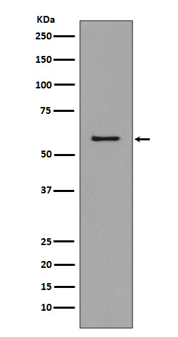 Rabbit Polyclonal Antibody to CCR3