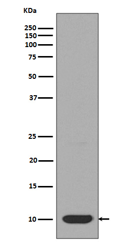 Rabbit Polyclonal Antibody to DYNLL1