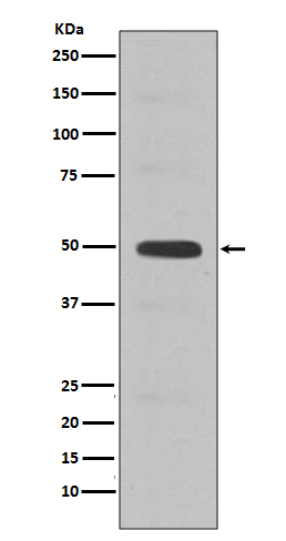 Rabbit Polyclonal Antibody to Cyclin E2