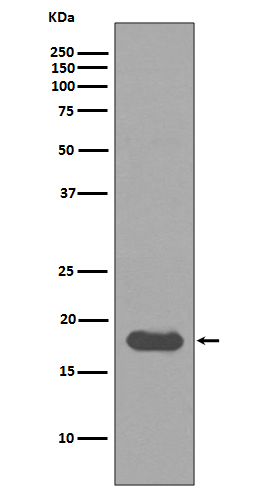 Rabbit Polyclonal Antibody to SUMO Conjugating Enzyme UBC9