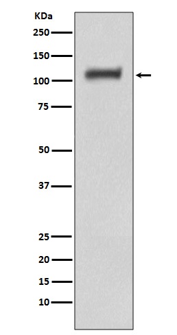 Rabbit Polyclonal Antibody to Daxx