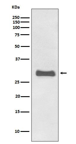 Rabbit Polyclonal Antibody to Prion Protein