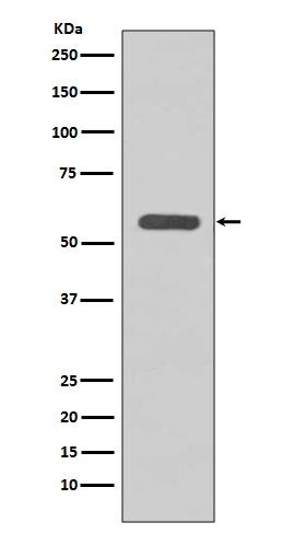 Rabbit Polyclonal Antibody to STK3