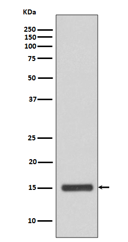 Rabbit Polyclonal Antibody to Cytochrome C