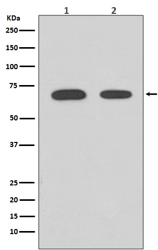 Rabbit Polyclonal Antibody to Chk2