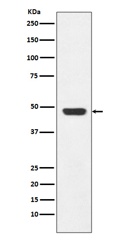 Rabbit Polyclonal Antibody to GAP43