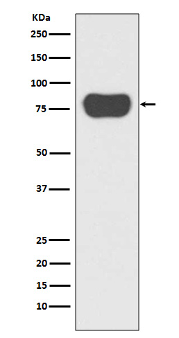 Rabbit Polyclonal Antibody to Cortactin