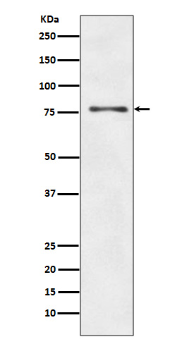 Rabbit Polyclonal Antibody to ATG7