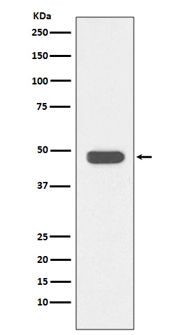 Rabbit Polyclonal Antibody to IKB beta