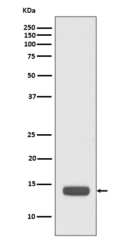Rabbit Polyclonal Antibody to RPS20