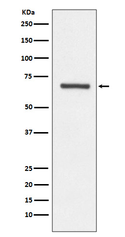 Rabbit Polyclonal Antibody to Angiopoietin 1