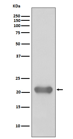 Rabbit Polyclonal Antibody to SMAC