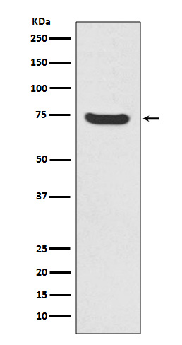 Rabbit Polyclonal Antibody to MEKK2