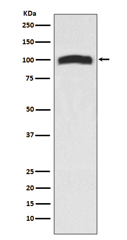Rabbit Polyclonal Antibody to VAV2
