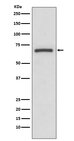 Rabbit Polyclonal Antibody to Cyclooxygenase 1