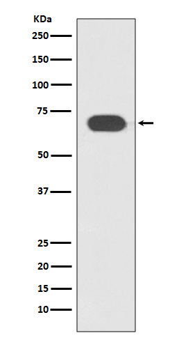 Rabbit Polyclonal Antibody to Transcription Factor 7 Like 2