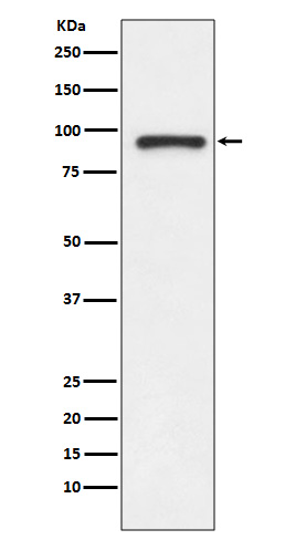 Rabbit Polyclonal Antibody to Topoisomerase I
