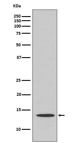 Rabbit Polyclonal Antibody to Cytochrome C