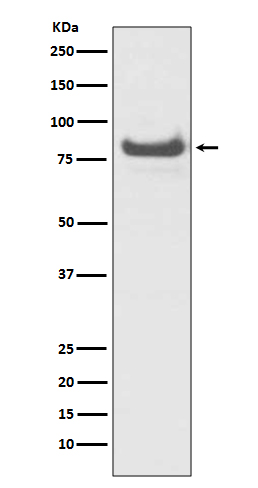 Rabbit Polyclonal Antibody to TNFAIP3
