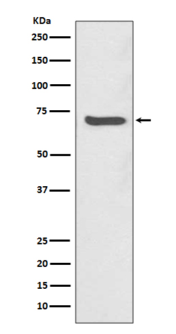 Rabbit Polyclonal Antibody to SHP2
