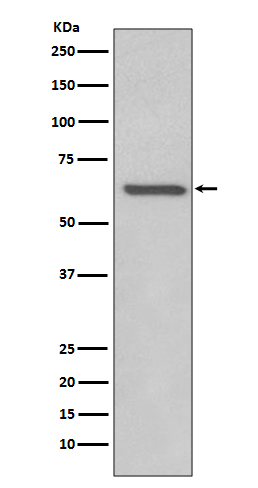 Rabbit Polyclonal Antibody to Rel B