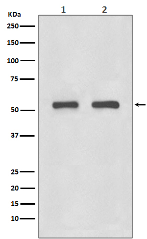 Rabbit Polyclonal Antibody to IRF3