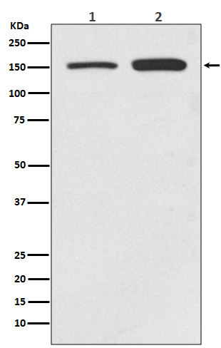 Rabbit Polyclonal Antibody to SMC1A