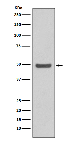 Rabbit Polyclonal Antibody to Cyclin E2