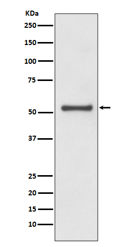 Rabbit Polyclonal Antibody to Cyclin A1/A2