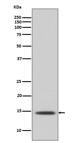 Rabbit Polyclonal Antibody to Histone H2B