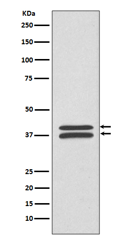 Rabbit Polyclonal Antibody to MEK3/MEK6