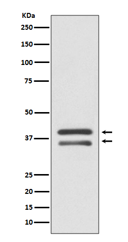 Rabbit Polyclonal Antibody to MEK3