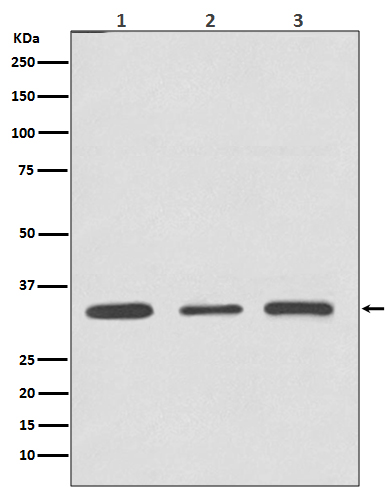 Rabbit Polyclonal Antibody to ATF5