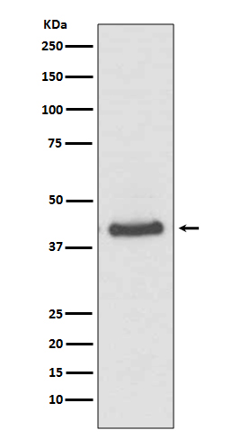 Rabbit Polyclonal Antibody to JunB