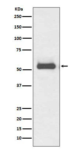 Rabbit Polyclonal Antibody to TFG