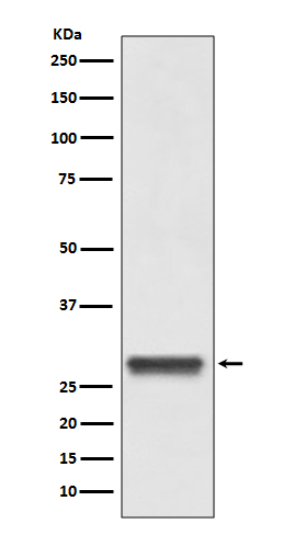 Rabbit Polyclonal Antibody to 14-3-3