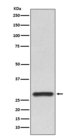 Rabbit Polyclonal Antibody to 14-3-3 alpha/beta