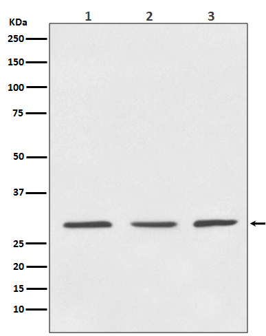 Rabbit Polyclonal Antibody to 14-3-3