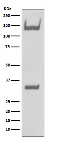 Rabbit Polyclonal Antibody to Trk