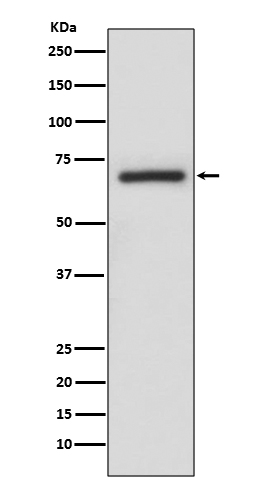 Rabbit Polyclonal Antibody to A RAF