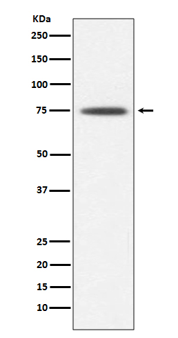 Rabbit Polyclonal Antibody to Hsp75