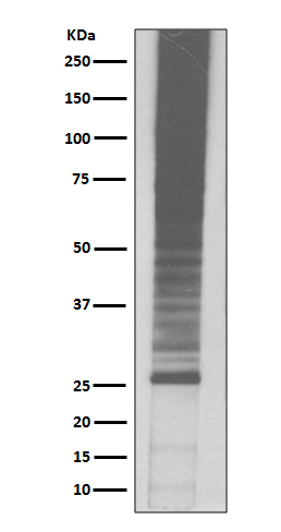 Rabbit Polyclonal Antibody to Ubiquitin K48
