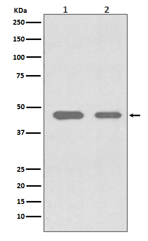 Rabbit Polyclonal Antibody to CDC37