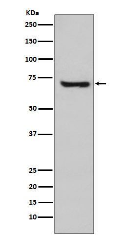 Rabbit Polyclonal Antibody to HspA2