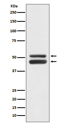 Rabbit Polyclonal Antibody to JNK1/3