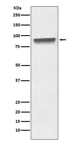 Rabbit Polyclonal Antibody to Mitofilin