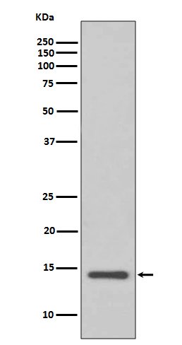 Rabbit Polyclonal Antibody to Cystatin C