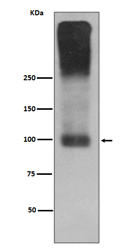 Rabbit Polyclonal Antibody to Metabotropic Glutamate Receptor 2