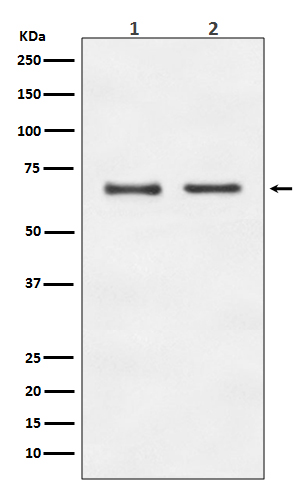 Rabbit Polyclonal Antibody to E2F1