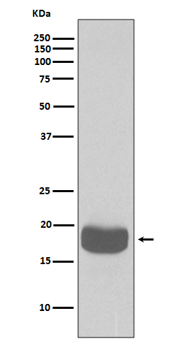 Rabbit Polyclonal Antibody to 4E BP1